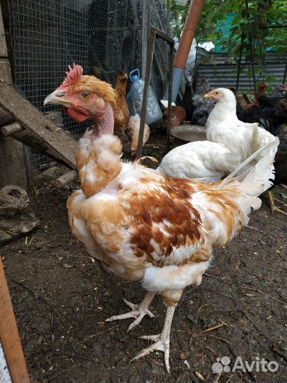 Петушки голошейной породы