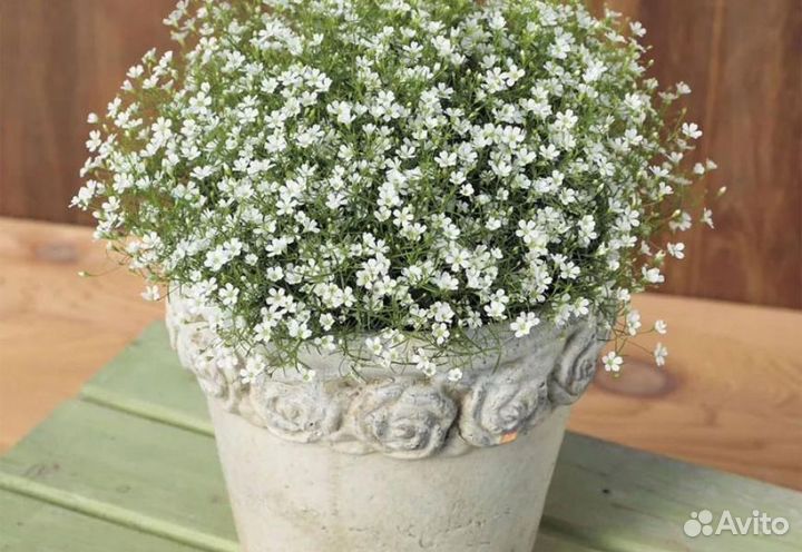 Гипсофила белая (Семена)