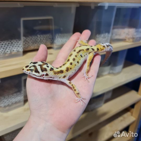 Пятнистый эублефар самец взрослый