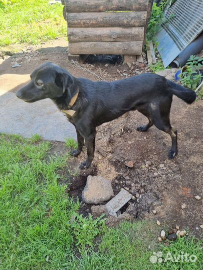 Собака для охраны