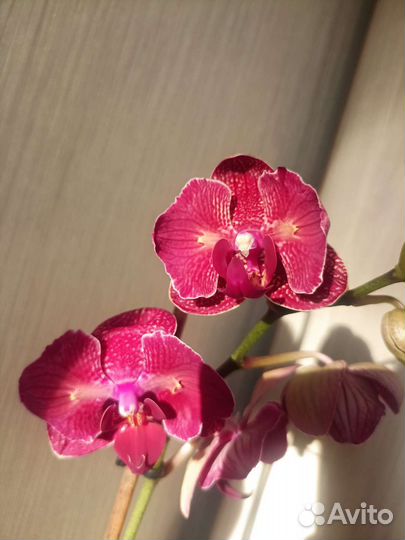 Орхидея фаленопсис бабочка кимоно