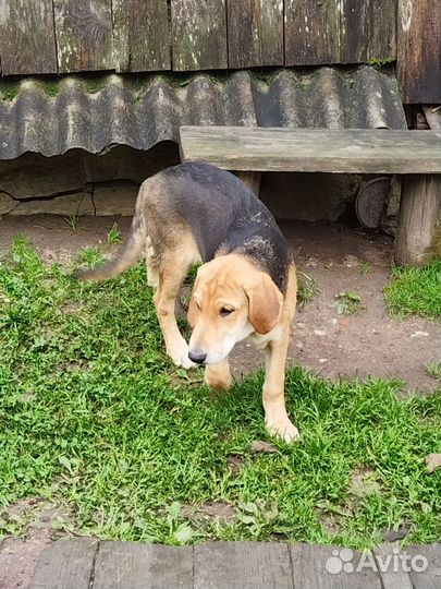 Русская гончая