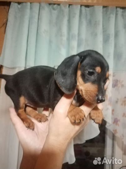 Щенки таксы