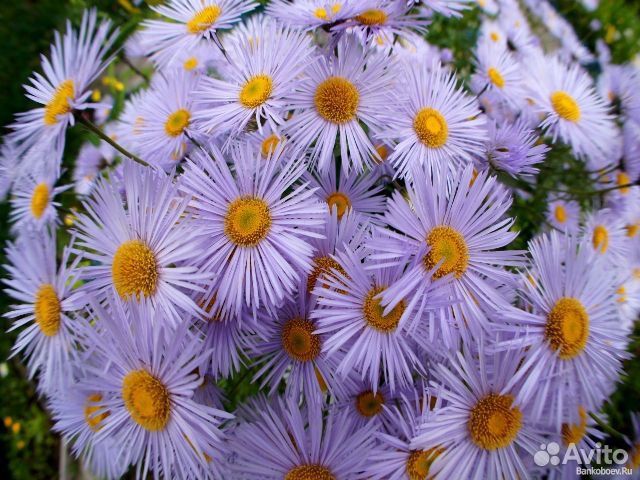 Сентябрина-многолетник 33