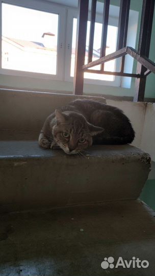 Отдам кота в добрые руки