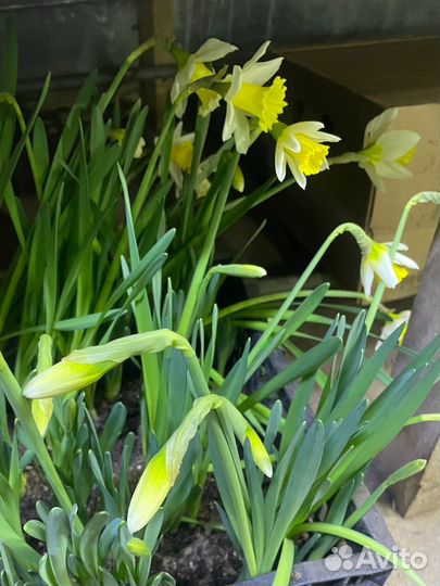 Нарциссы в горшке