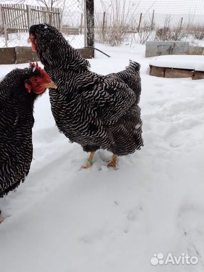 Куры плимутрок, джерсы петух