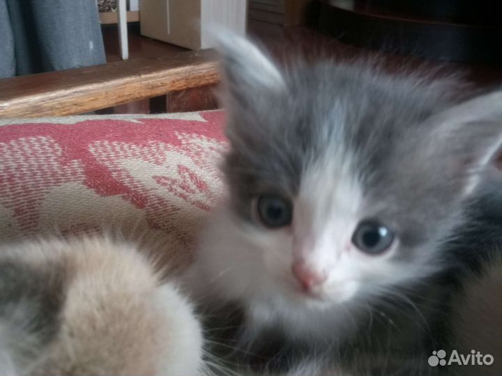 Коты все трое