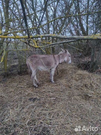 Продам осликов