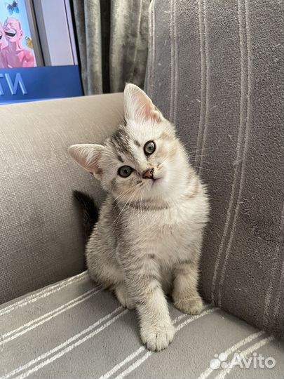 Шотландские котята