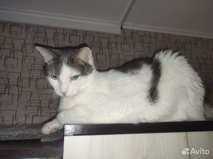 Кошки в добрые руки бесплатно