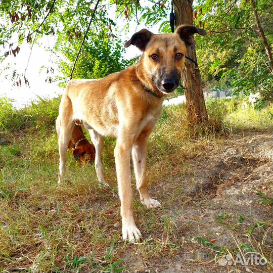 Собака мальчик обоаботан