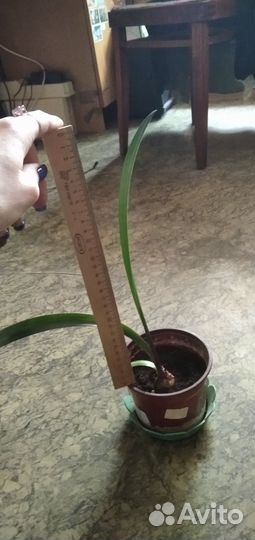 Гиппеаструм