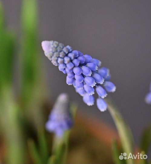 Растения в горшках