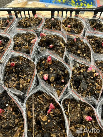 Корни пионов оптом. Голландия