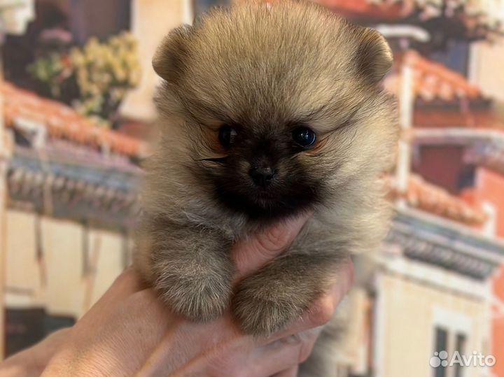 Померанский шпиц