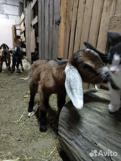 Коза нубийская