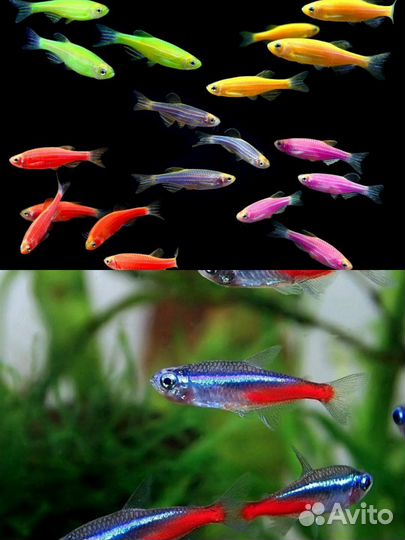 Аквариумные рыбки