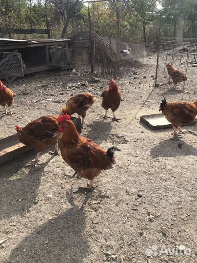Петушки домашние