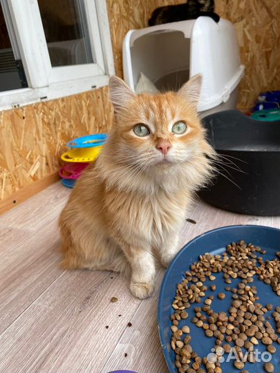Рыжая кошка Голди из приюта бесплатно