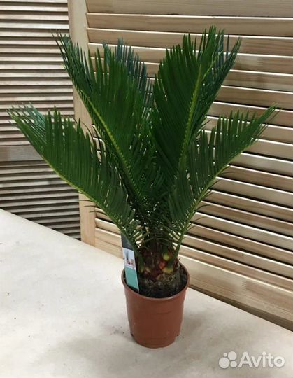 Цикас Революта