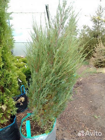 Можжевельник