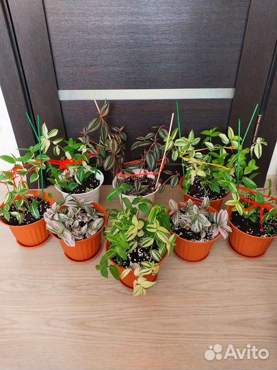 Традесканции сортовые