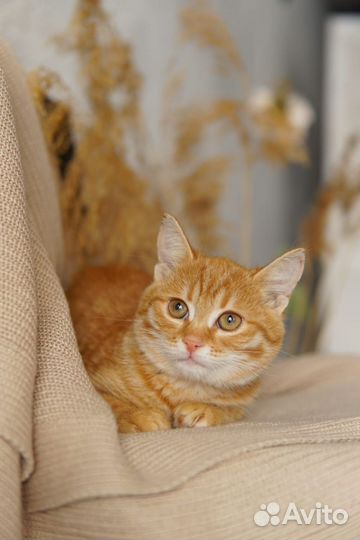 Котенок девочка
