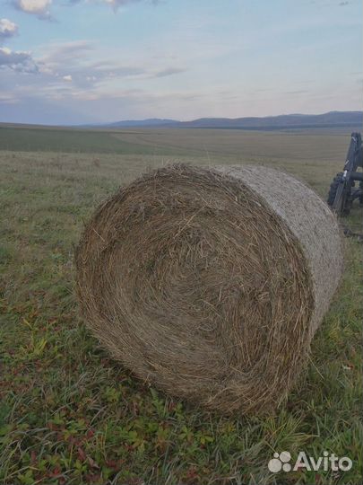 Продам сено, салому
