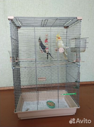 Продам попугая Кореллу вместе с клеткой