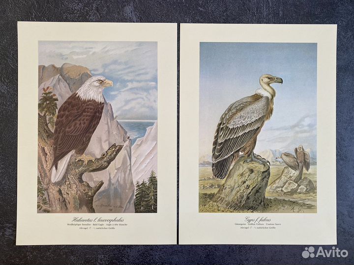 Литографии хищные птицы,Германия