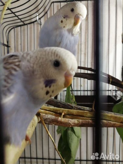 Птенцы волнистый попугай