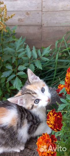 Отдаём котёнка девочку