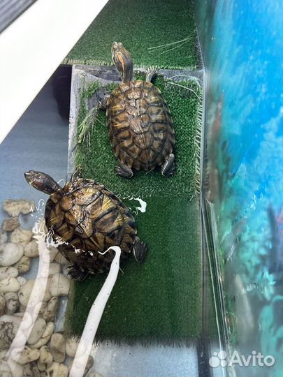 Черепашки красноухие