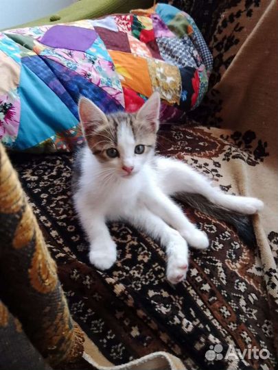 Кошка бесплатно