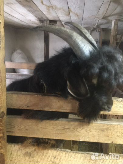 Вязка продажа