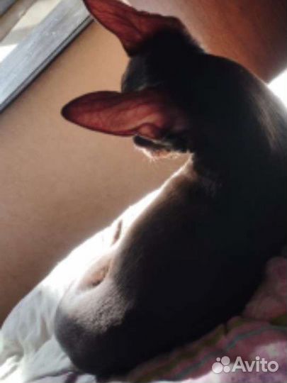 Мальчик на вязку