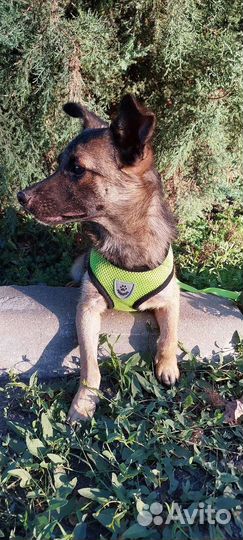 Коротколапик мальчик