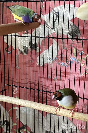 Амадины Гульда