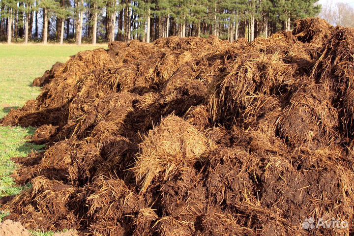 Перегной коровяк