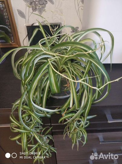 Хлорофитум