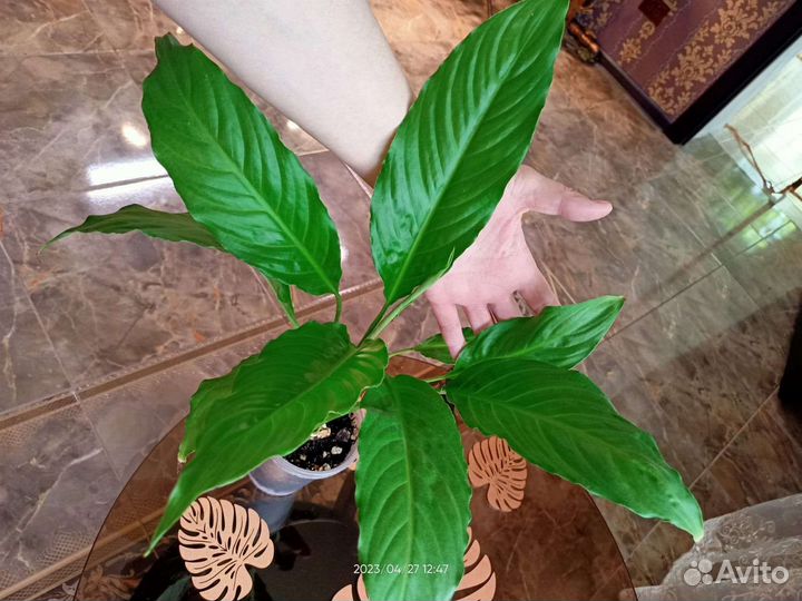 Спатифиллум