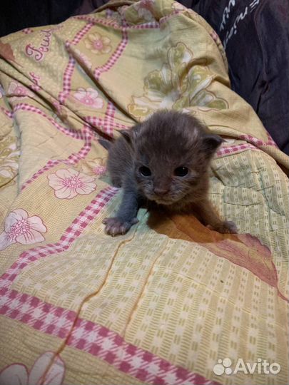 Котята мейн-кун