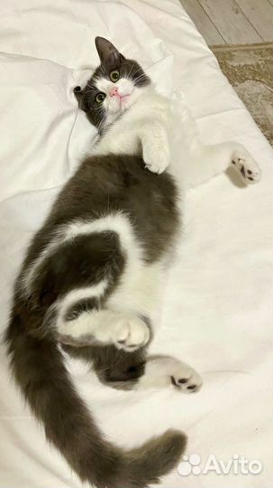 Новый дом для котика