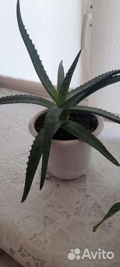 Алоэ и молочай