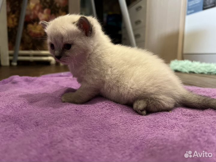 Девочка колор поинт