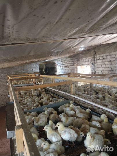 Цыплята Бройлер подрощенный