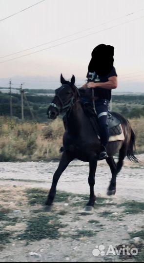 Кобыла и жеребец