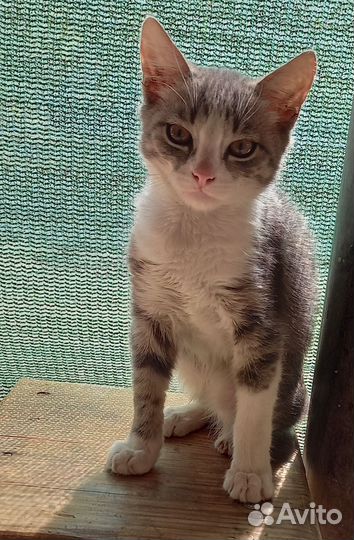 Котик 3,5 месяцев. В добрые руки