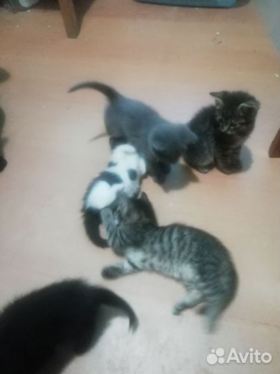 Котята в дар бесплатно
